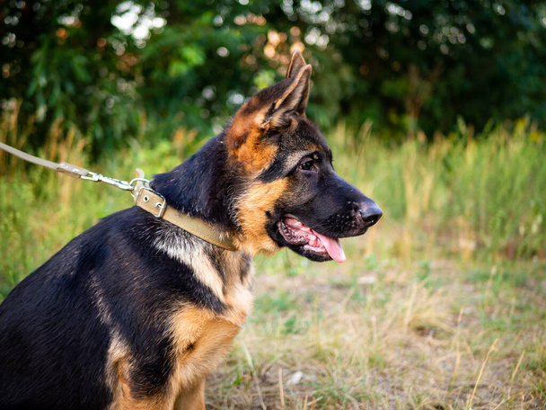 Retrato de um cachorro pastor alemão. Caminhando no parque em um fundo verde. - Foto, Imagem