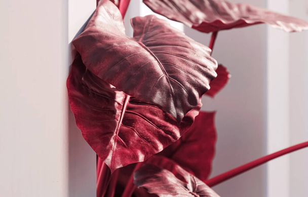 Vörös levelek, növény dekoráció modern fehér belső - Fotó, kép