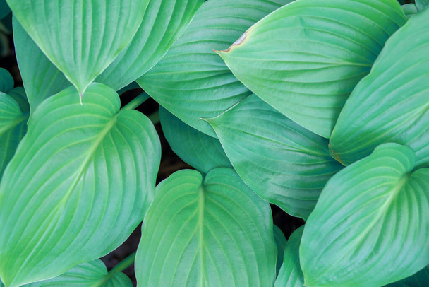 Fond de belles feuilles bleu-vert de hosta ou de lis. Texture des feuilles rayées végétales - Photo, image