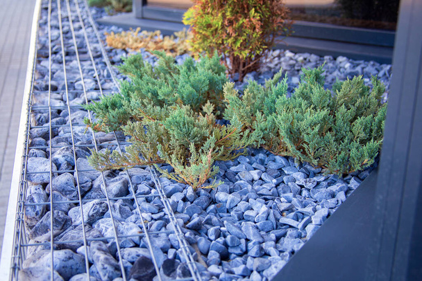 Juniper bush grows on a flower bed of stones near a city cafe. - Photo, Image