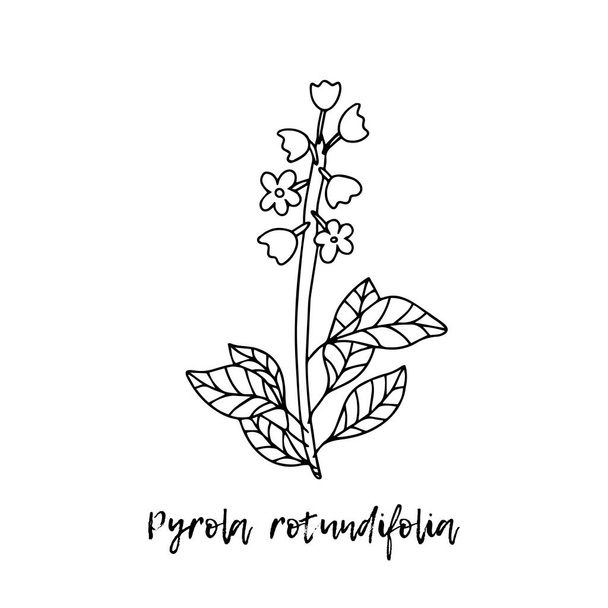 Pyrola rotundifolia. Ayurveda. Natural herbs. Ayurvedic herbs, medicines.The style of doodles. Medicines for health from plants. Herbal illustration. A medicinal plant.  - Vektori, kuva