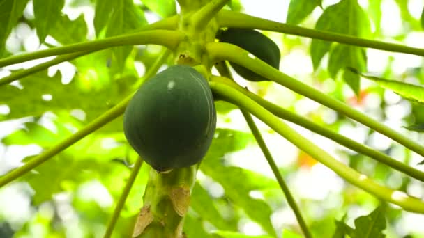 Vihreä papaija puussa. - Materiaali, video