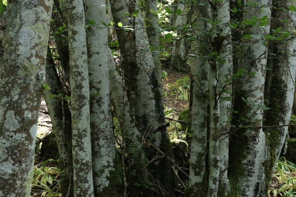 όμορφα δέντρα φασολιών δάσος σκιά φύση πράσινα φύλλα - Φωτογραφία, εικόνα