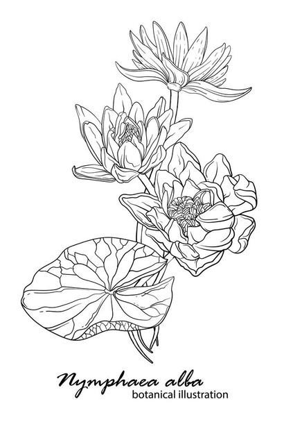 Белая лилия, цветочные композиции. ботаническая иллюстрация. lily graphic. - Вектор,изображение