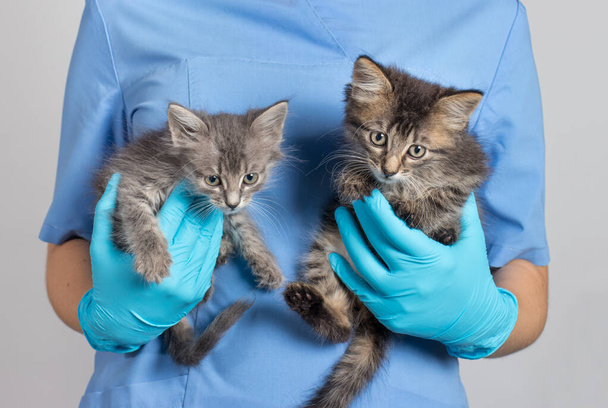 O veterinário detém dois gatinhos cinzentos em suas mãos. Tratamento de animais, clínica para animais de estimação. - Foto, Imagem