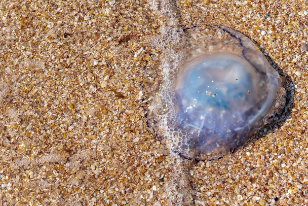 Медузы у моря. Концепция антропогенного воздействия на окружающую среду. Огромная мёртвая медуза на пляже. Мертвая медуза на берегу Азовского моря. Вид сверху - Фото, изображение