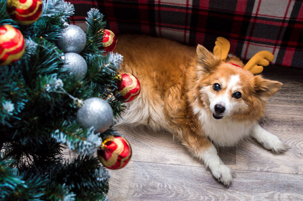 Dog in santa claus reindeer antlers. Concept Christmas - Photo, Image