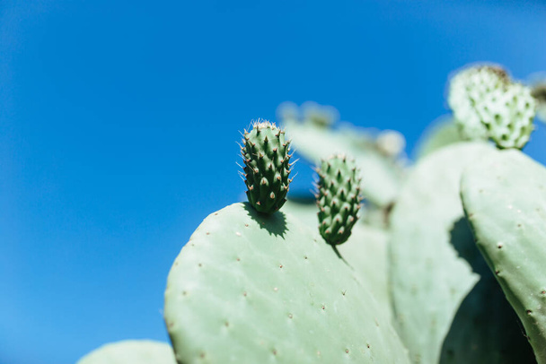 a small shoot has grown in a large cactus. - 写真・画像