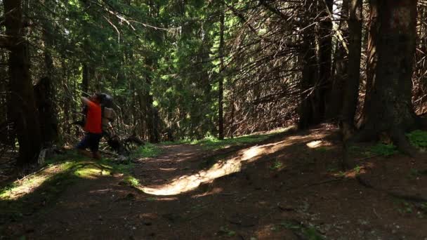 Solo πεζοπόρος με ένα σακίδιο περπάτημα μέσα από το πράσινο δάσος στο βουνό - Πλάνα, βίντεο