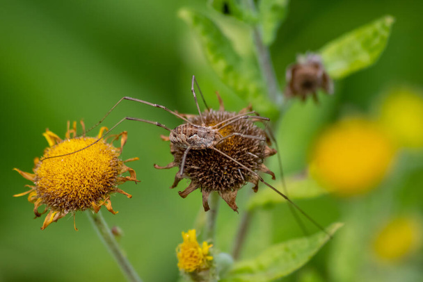 Κίτρινο λουλούδι με μια δηλητηριώδη επικίνδυνη αράχνη δείχνει τον κίνδυνο για τα έντομα με την αράχνη να παραμονεύει στα ανοιξιάτικα λουλούδια και το ανθισμένο κίτρινο άνθος σε μια ηλιόλουστη καλοκαιρινή μέρα σε μακροσκοπική θέα με μακριά πόδια - Φωτογραφία, εικόνα