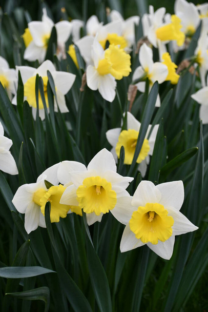 Schöne weiße und gelbe Narzissen im Frühling - Foto, Bild