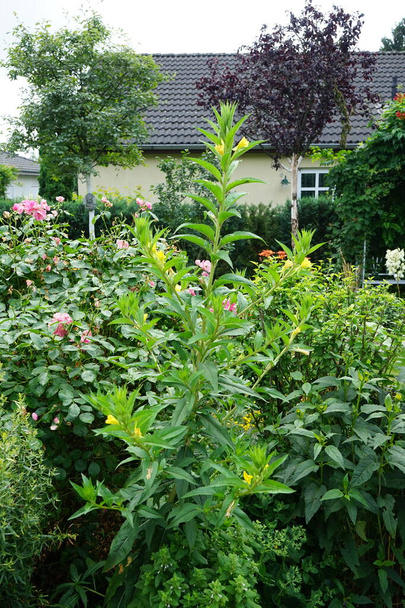 Het prachtige Verbascum bloeit in juli met gele bloemen. Verbascum is een geslacht uit de grassenfamilie ("Scrophulariaceae"). Berlijn, Duitsland - Foto, afbeelding