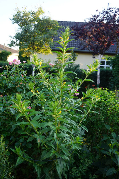Το υπέροχο Βερμπάσκουμ ανθίζει με κίτρινα λουλούδια τον Ιούλιο. Το βερμπάσκουμ είναι γένος ανθοφόρων φυτών, με κοινή ονομασία μουλέν, της οικογένειας Scrophulariaceae. Βερολίνο, Γερμανία - Φωτογραφία, εικόνα