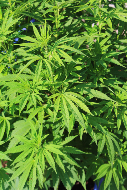 Yound cannabis or marijuana plant in the before budding stage with birght green leaves growing outdoors - Φωτογραφία, εικόνα