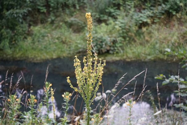 Het prachtige Verbascum bloeit in juli met gele bloemen. Verbascum is een geslacht uit de grassenfamilie ("Scrophulariaceae"). Berlijn, Duitsland - Foto, afbeelding