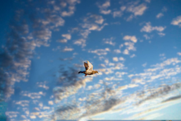 Szabadság - Láncok, amelyek átalakulnak madárrá - Charge Concept - Fotó, kép