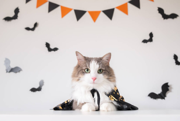 An adorable gray cat sits in a Halloween witch costume on the background of bats. Halloween pets - Fotó, kép