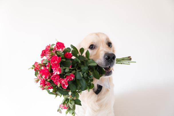 Pies trzyma bukiet róż w ustach. Golden Retriever w muszce siedzi na białym tle z kwiatami. Pocztówka na urodziny, ślub, Walentynki, 8 marca. - Zdjęcie, obraz