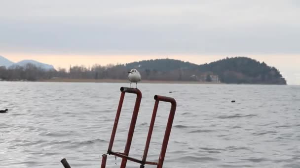 Despite seagulls port - Footage, Video