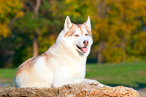 Adorável Siberian Husky cão ao ar livre  - Foto, Imagem