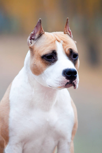 American Staffordshire Terrier dog outdoor  - Fotó, kép