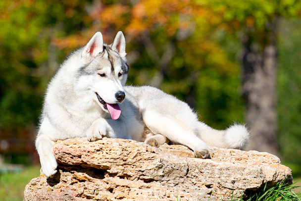 Sevimli Sibirya Husky köpeği açık havada  - Fotoğraf, Görsel