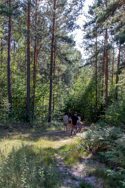 Vue arrière d'une famille marchant ensemble dans la forêt. - Photo, image