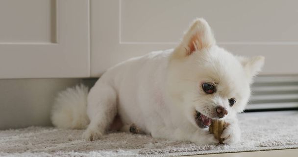 Weiße Pommernhündin kaut mit ihrem Snack zu Hause - Foto, Bild