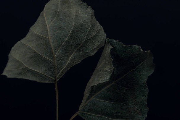 Beautiful faded old one leaf o a black. Minimalism autumn style concept. Background pattern for design. - Foto, immagini