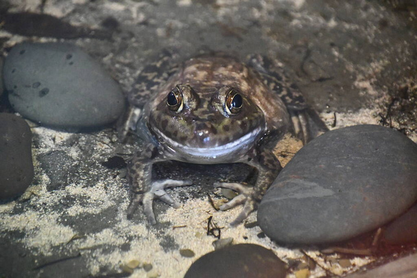 A Bull Frog in Water - Photo, Image