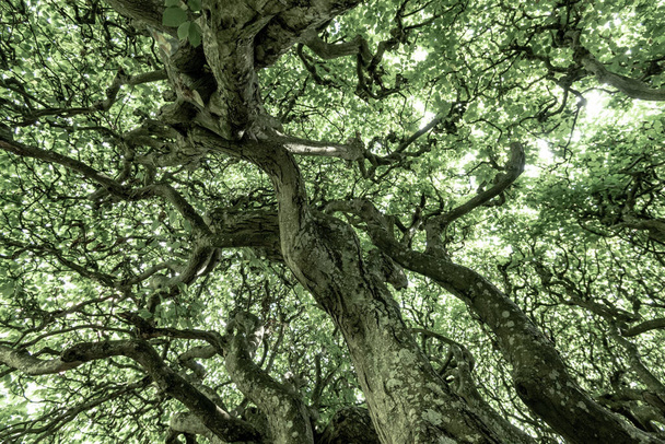 Внутренний вид дерева с кривыми и плотно упакованными ветвями. - Фото, изображение