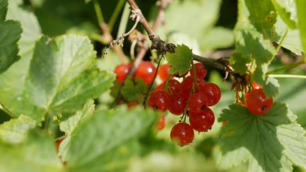 夏の庭の茂みから赤いスグリの果実を収穫する準備ができています。ブッシュの赤いスグリのジューシーな熟した果実。庭の果実の背景。閉鎖 - 映像、動画