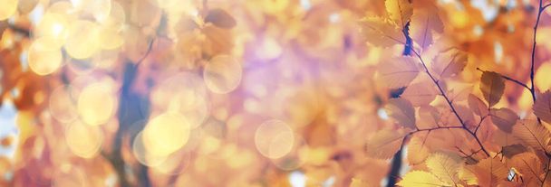 abstract autumn fall background leaves yellow nature october wallpaper seasonal - Foto, Imagen