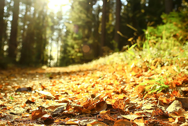 fallen leaves seasonal abstract background - Φωτογραφία, εικόνα