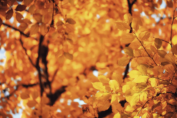 abstract autumn fall background leaves yellow nature october wallpaper seasonal - Photo, image
