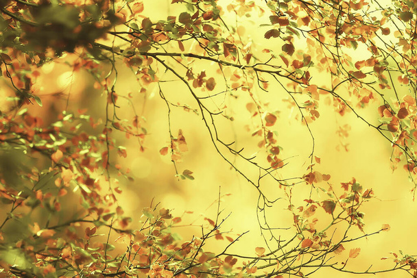 abstrakti syksyllä syksyllä tausta jättää keltainen luonto lokakuu tapetti kausiluonteinen - Valokuva, kuva