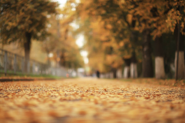 fallen leaves seasonal abstract background - Fotó, kép