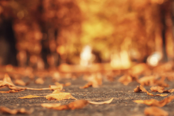 秋の森のアブストラクトな背景テクスチャ黄色の木模様の風景 - 写真・画像