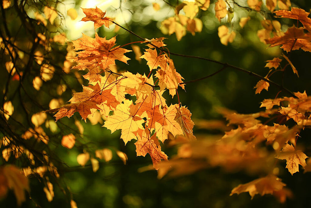 abstract autumn fall background leaves yellow nature october wallpaper seasonal - Φωτογραφία, εικόνα