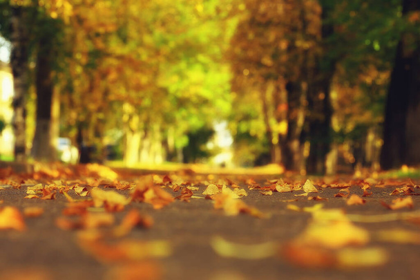 alley in autumn park landscape, fall yellow road seasonal landscape in october in the city - Foto, Imagem