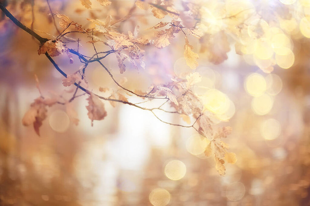 abstract autumn fall background leaves yellow nature october wallpaper seasonal - Foto, immagini