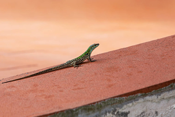A small spotted bluish-green lizard on a terracotta background. Selective focus. - Foto, imagen