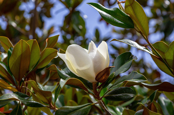 Beautiful white magnolia flower on a background of green foliage and blue sky. Close-up - Foto, imagen