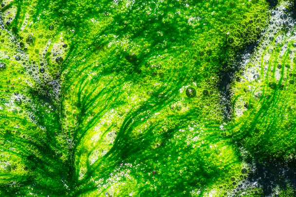 Close-up van een abstracte groene algenachtergrond - Foto, afbeelding