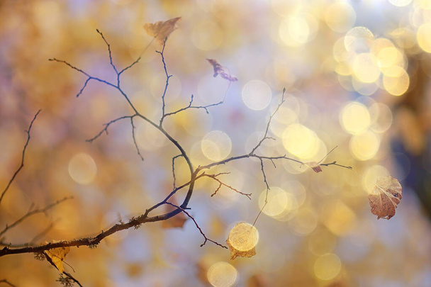 abstract autumn fall background leaves yellow nature october wallpaper seasonal - Foto, immagini
