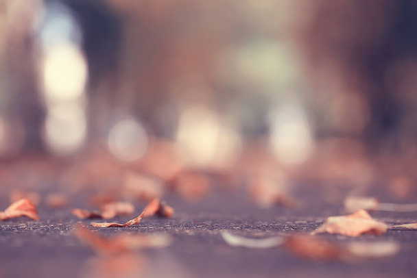 fallen leaves seasonal abstract background - Valokuva, kuva