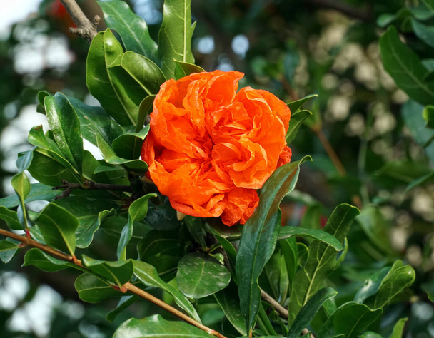 Intensiivisesti punainen kukka harvinainen Intian pioni kasvi Paeonia suffruticos - Valokuva, kuva