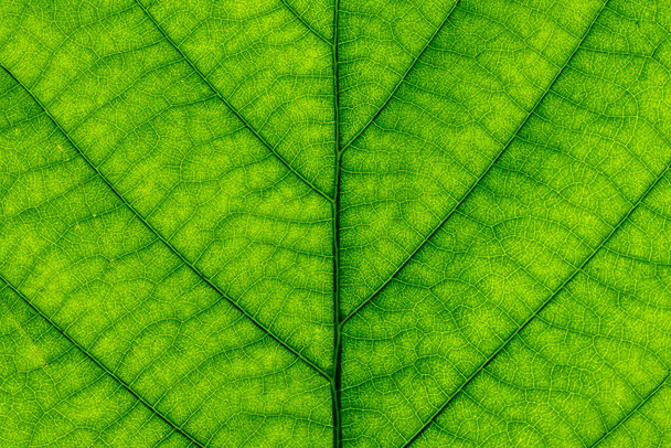 Bright transparent green leaf close-up, beautiful abstract green background for design and relaxation - Valokuva, kuva
