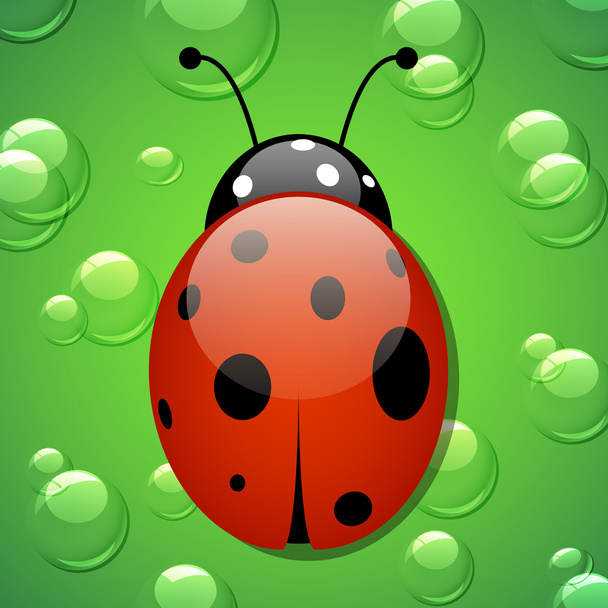 Ladybird - Vetor, Imagem