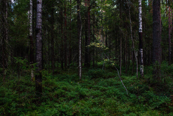 Δάσος τοπία πριν από το σούρουπο. Το σκοτάδι ήδη συγκεντρώνεται, αλλά το αχνό φως του ήλιου που δύει φωτίζει ακόμα το φύλλωμα.. - Φωτογραφία, εικόνα